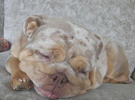 Female English Bulldog