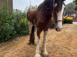 Registered Clydesdale DNA TESTED