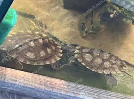 2 female Ouachita Map turtles 8 months old