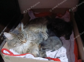 Maine Coon Kittens For Sale Ready Now