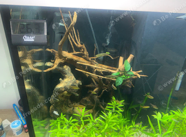 Tetras and more