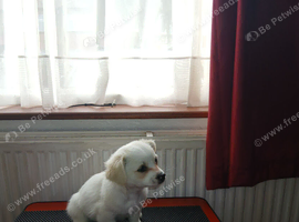 Fluffy little darling
