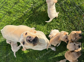 Labradors for sale