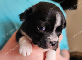 Chihuahua puppies