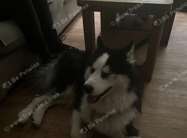 Siberian Husky name Mylo