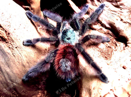 Verci colour trantula