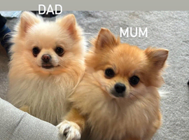 Jast one girl available' Beautiful Pomeranian Puppies for Sale