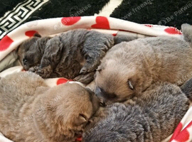 Chow chow puppies