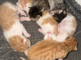 6 gorgeous kittens