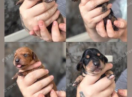 KC REG MINI DACHUNDS