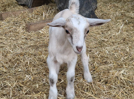 Romeo. Cracking little weather goat kid.