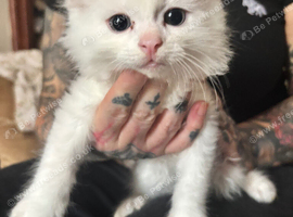 2 long haired white kittens
