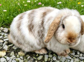 2 female mini lops 2 years old