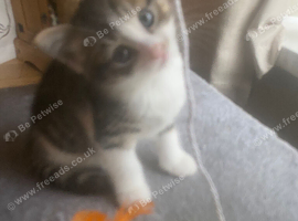 Beautiful x3 kittens for sale