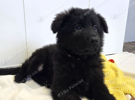 German Shepherd Long Hair  Black Puppies