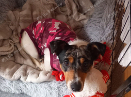 Jack Russell