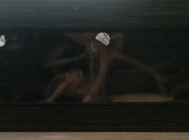 Black Wooden 4ft by 2ft vivarium