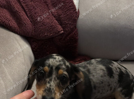 Miniature dachshund