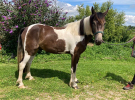 Buckskin  gelding  15.1