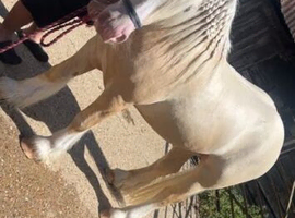 14.2 cremello colt