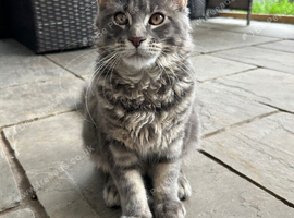 XXl Giant Maine coon Girls TICA REG