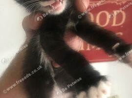 6 8 week old kittens 4 boys 2 girls