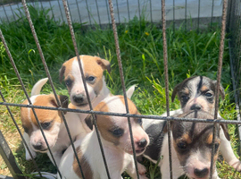 Jack Russell puppies for sale