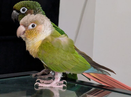 Pineapple and kiwi