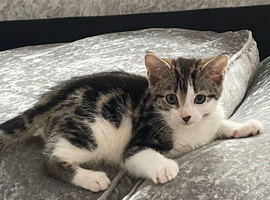 Kitten girl