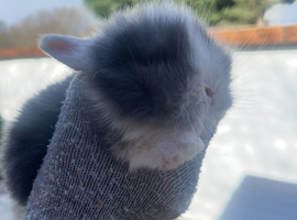Baby bunnies ready to reserve