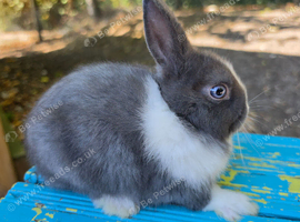 Baby Blue Dutch Split Netherland Dearf Buck - Ready Now