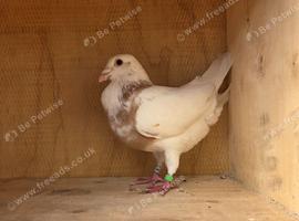 Meulemans