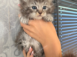Maine coon x ragdoll kittens