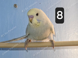 Split to blackface budgie babies
