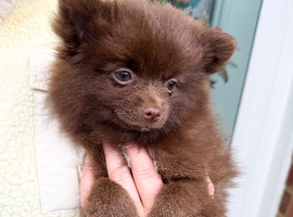 Beautiful Pomeranian pups