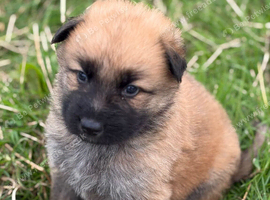 German Shepherd pups