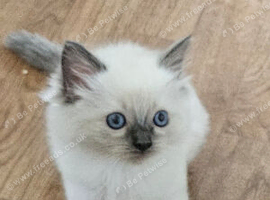 Ragdoll kitten