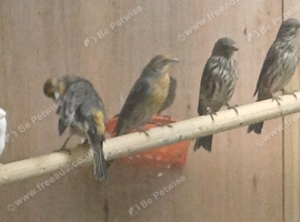 Mexican house finch trio