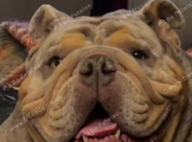 English Bulldog