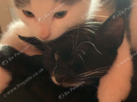 3 kittens looking too re home