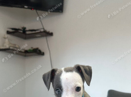 Beautiful Blue Wippet Puppies