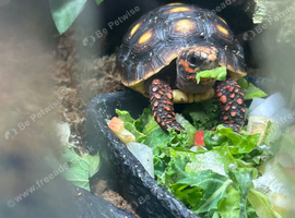 2 year old Redfoot tortoise and full set up