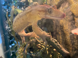 3yr old proven Male crested gecko(tail intact)