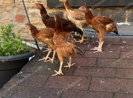 Young game birds for sale