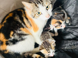 Beautiful little kittens READY NOW