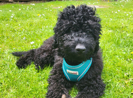 Gorgeous Cockapoo Boy