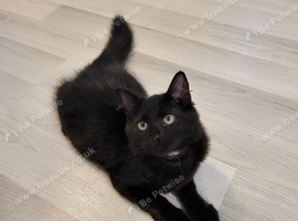 1 gorgeous Maine Coon X girl left from litter of 4
