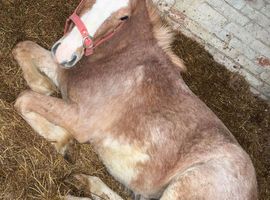 Welsh section C pony