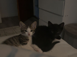 Kittens for sale