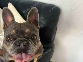 No fault of her own milly is looking for a new home 5* only